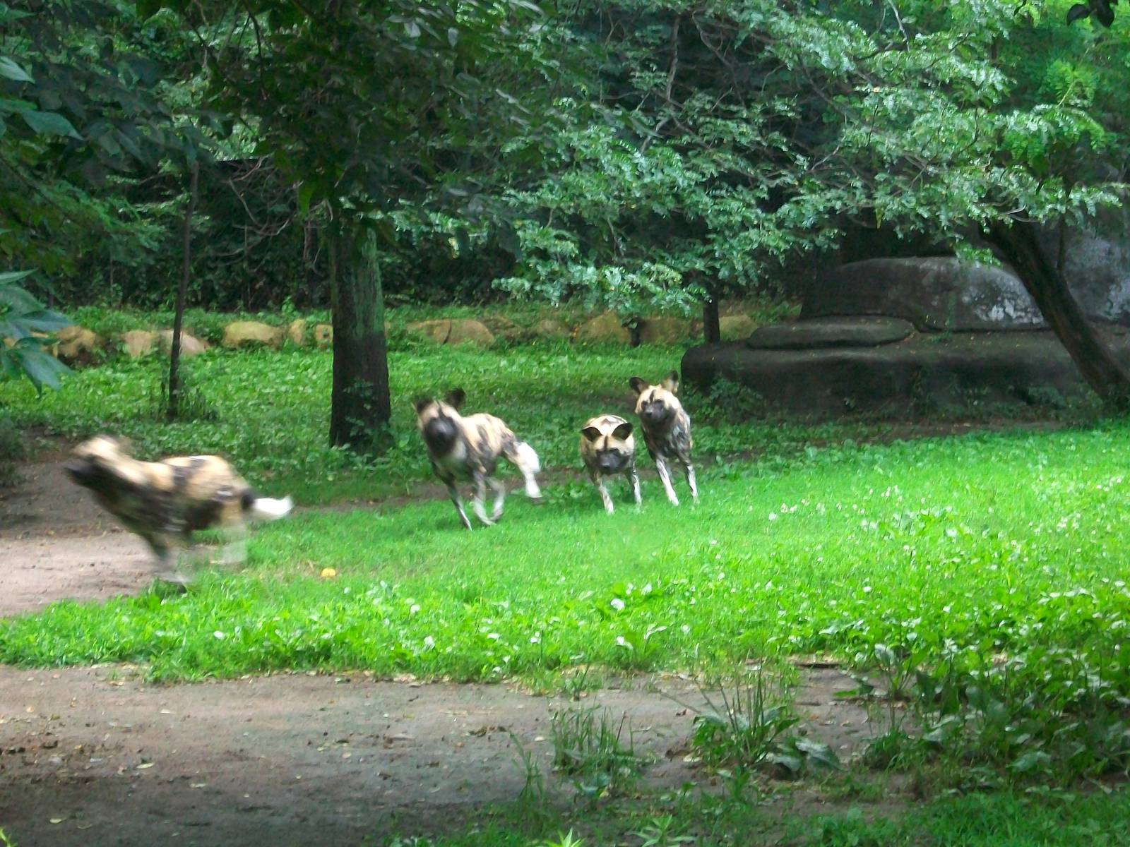 African Wild Dog - 2009