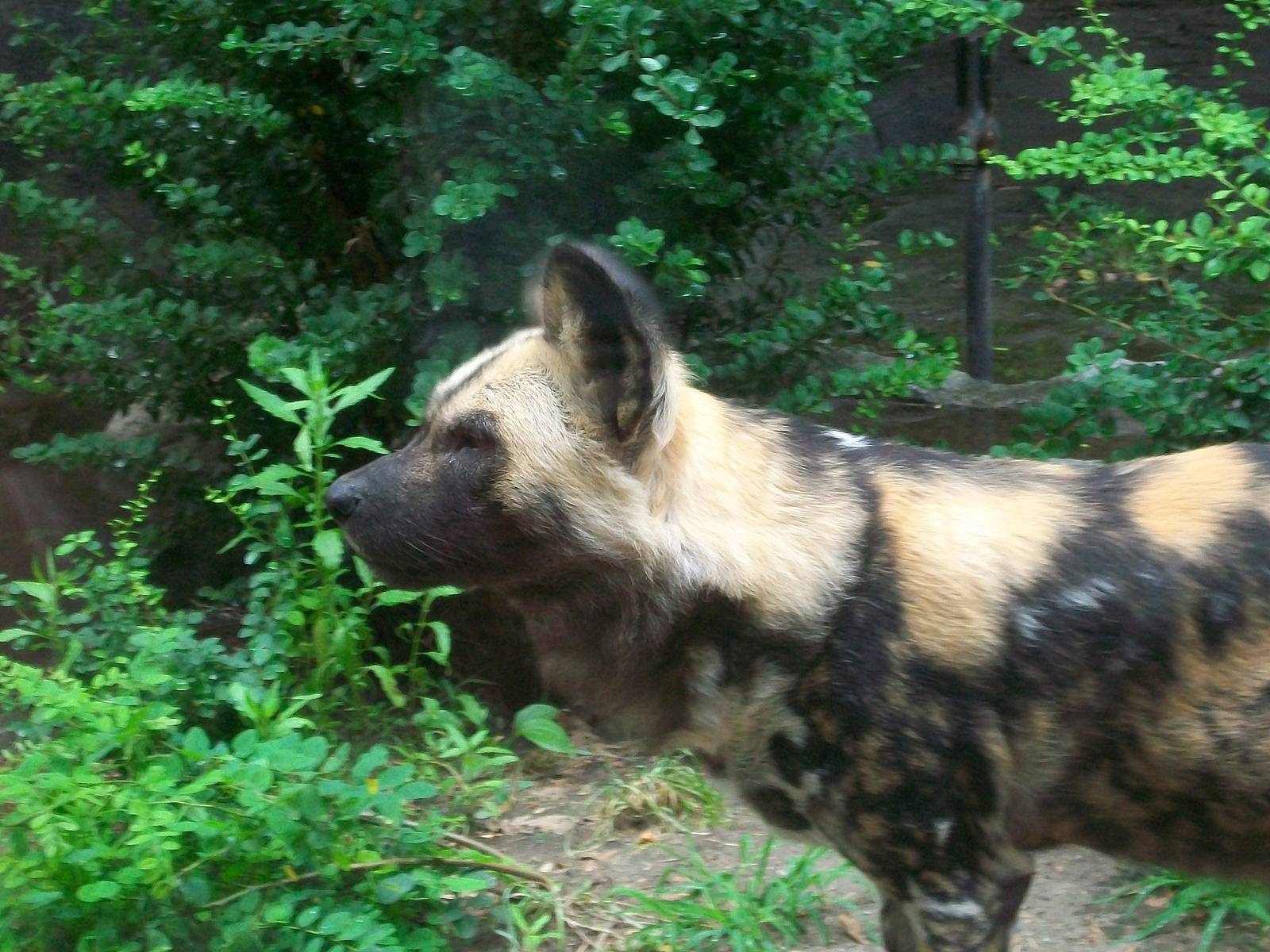 African Wild Dog - 2009