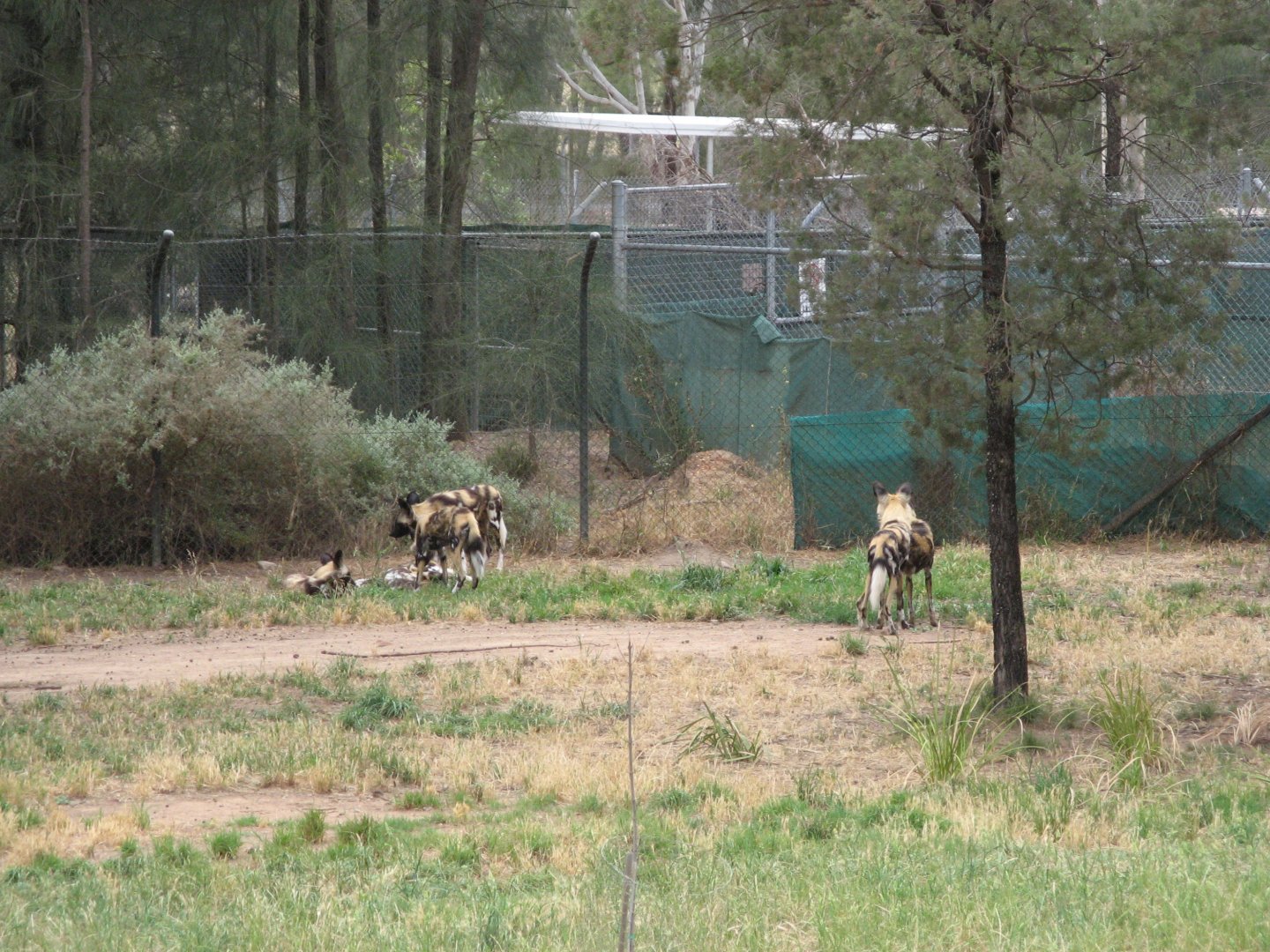 African Wild Dog (2009)