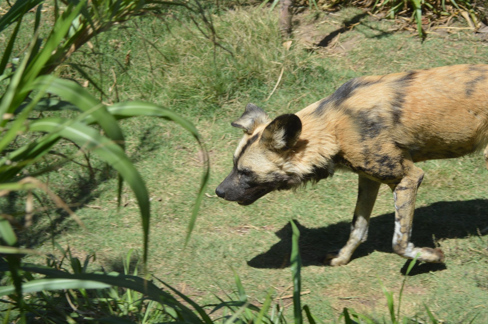 African Wild Dog, 2017