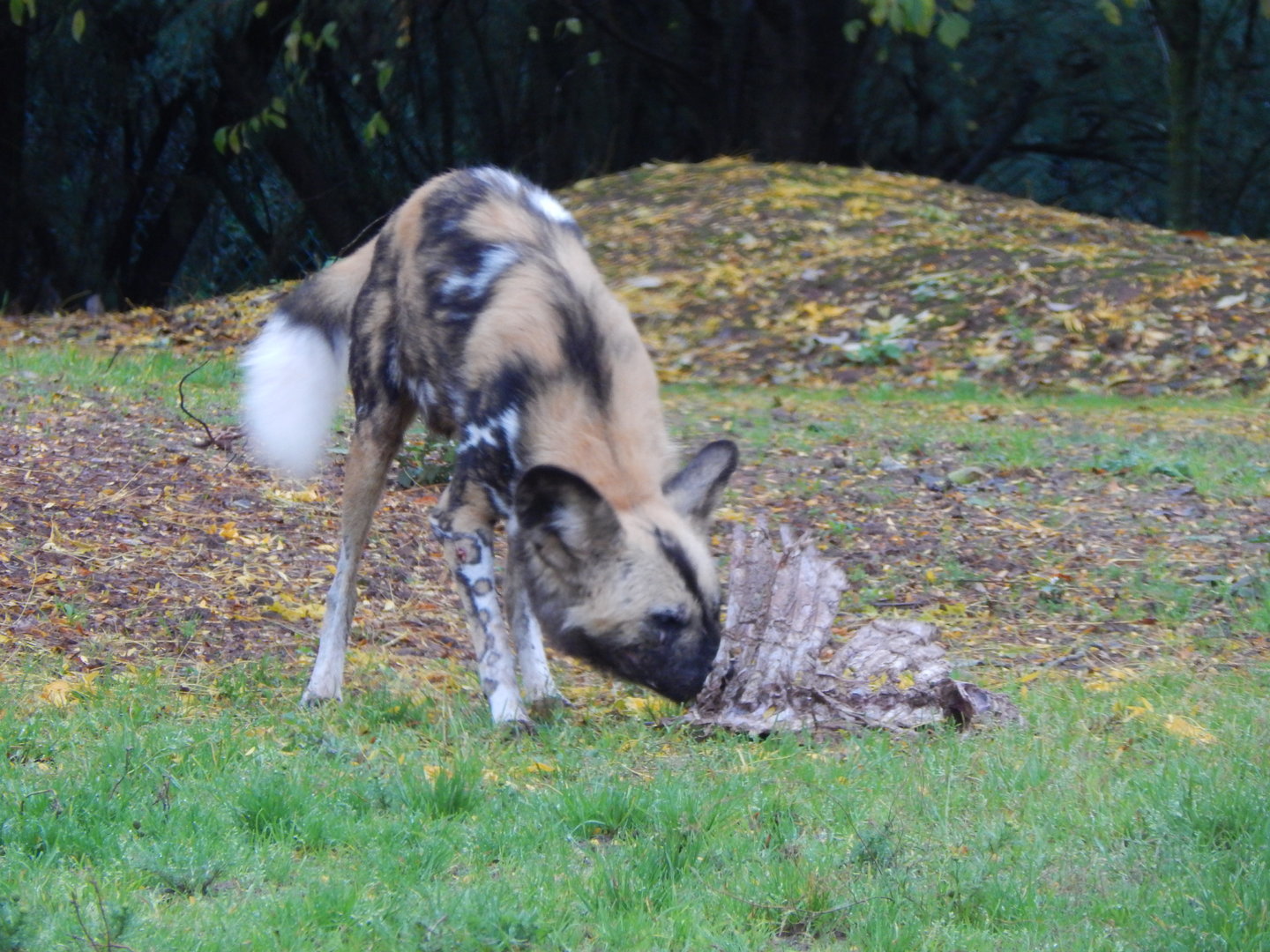 African wild dog 221022