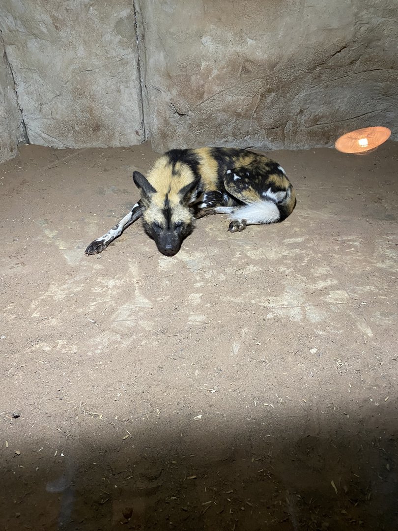 African wild dog 221022