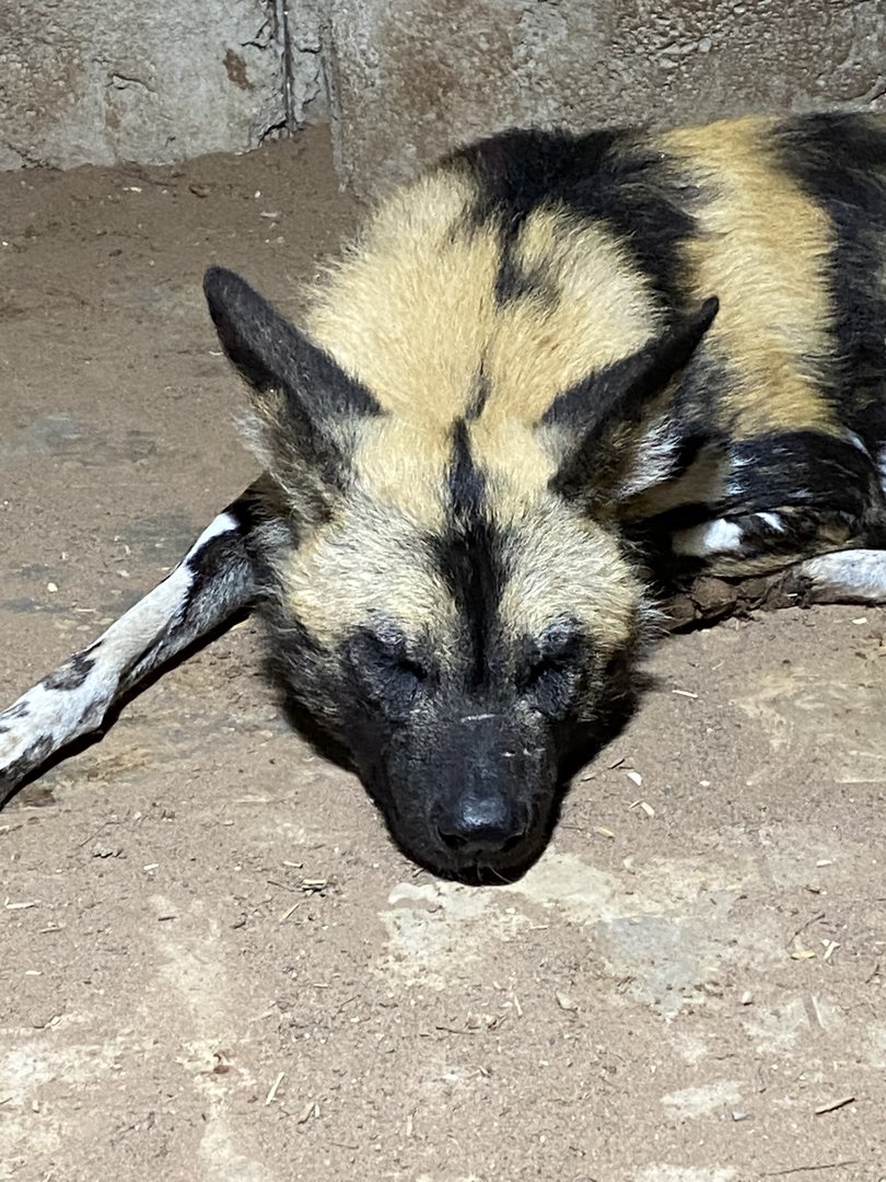 African wild dog 221022