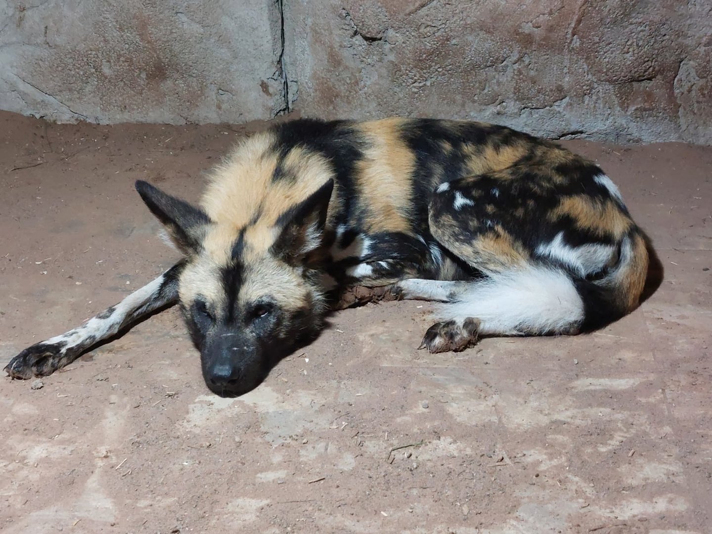 African wild dog 221022