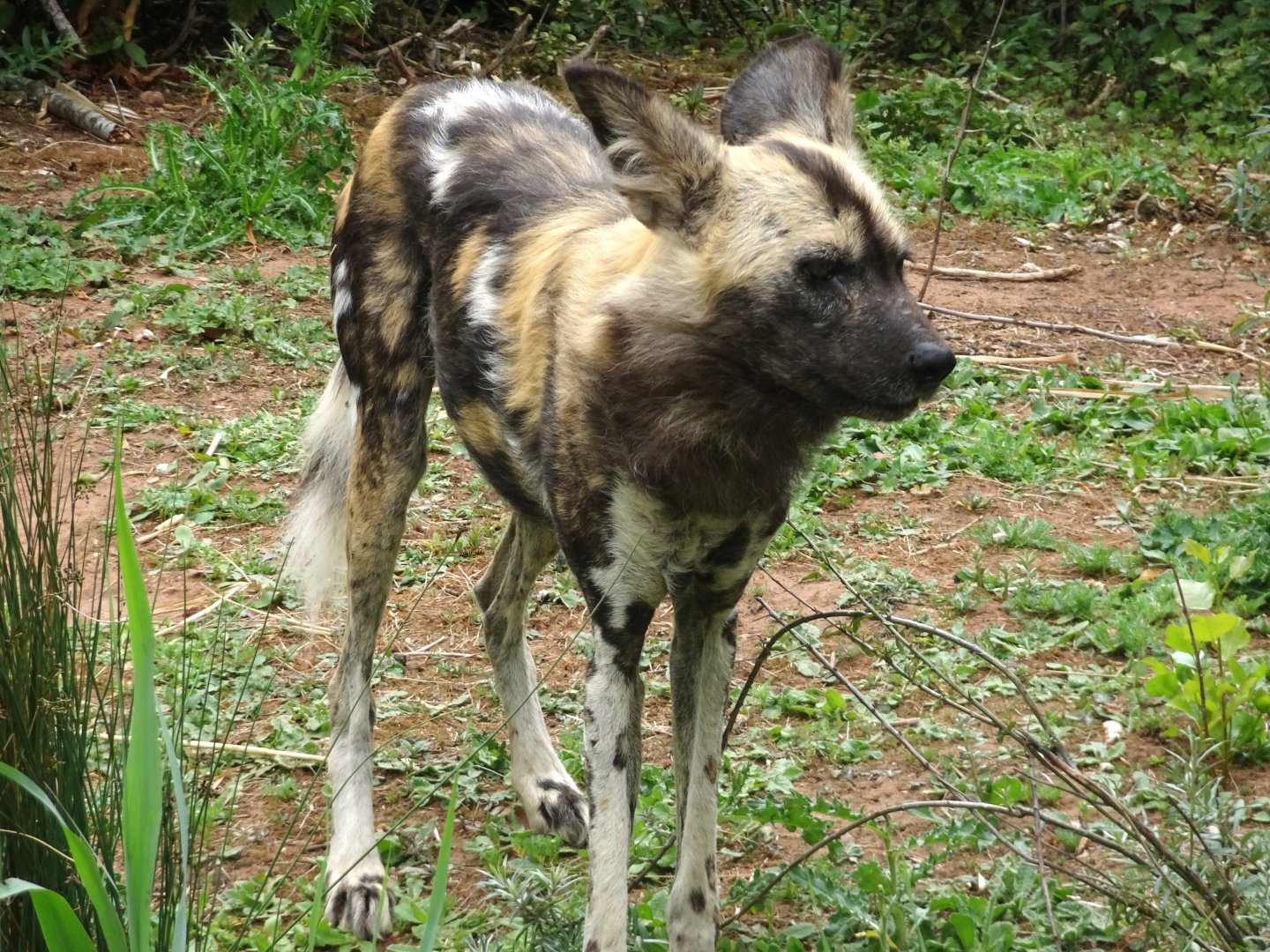 African Wild Dog 5 July 2025