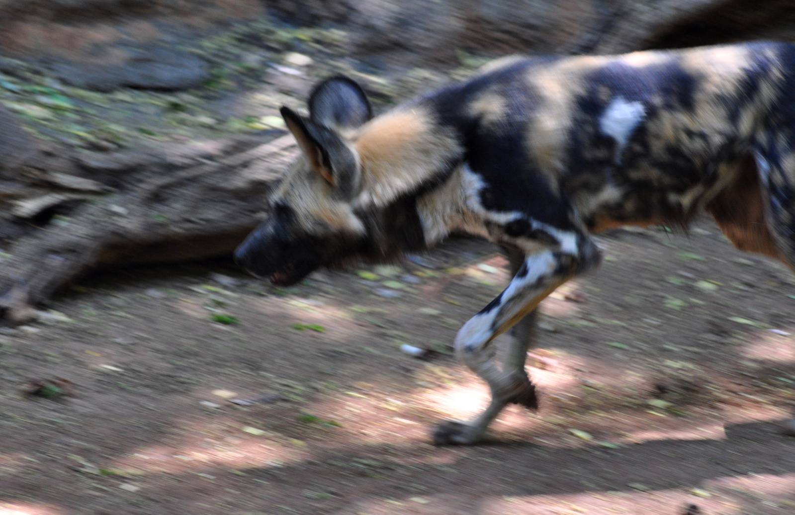 African Wild Dog Ablur