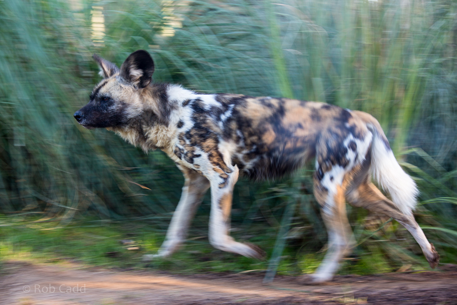 African wild dog : Africa Alive! : 02 Jan 2015
