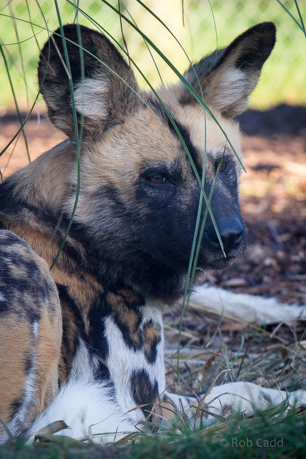 African wild dog : Africa Alive! : 02 Jan 2015