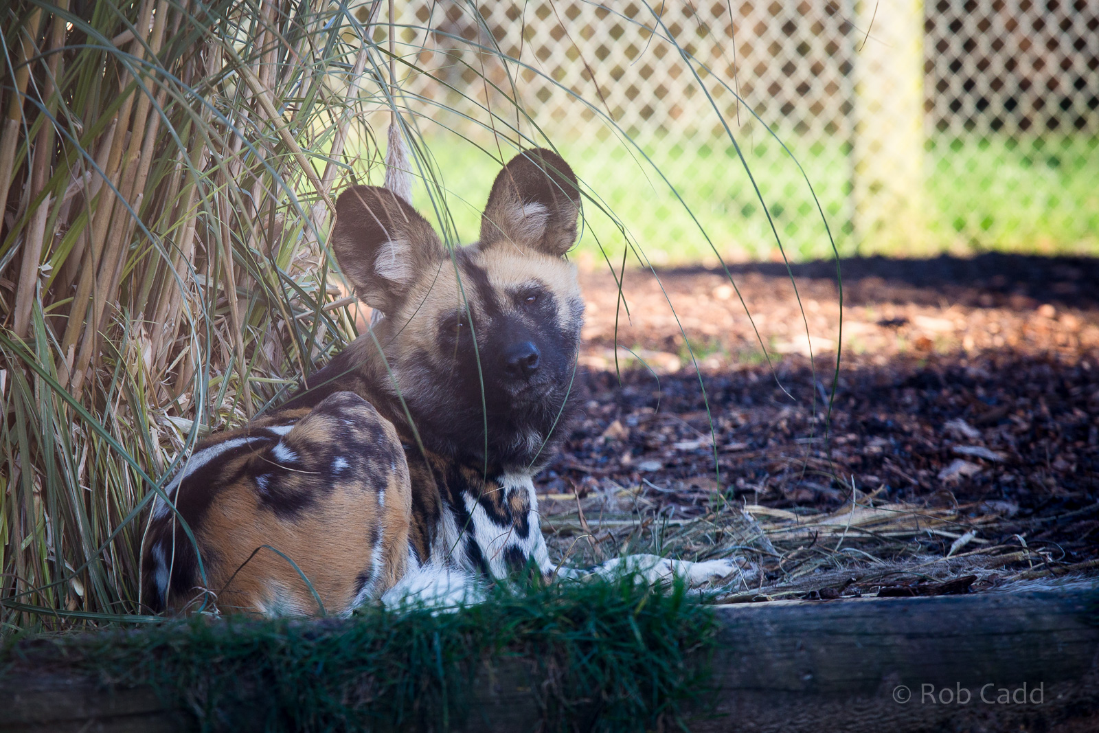 African wild dog : Africa Alive! : 02 Jan 2015