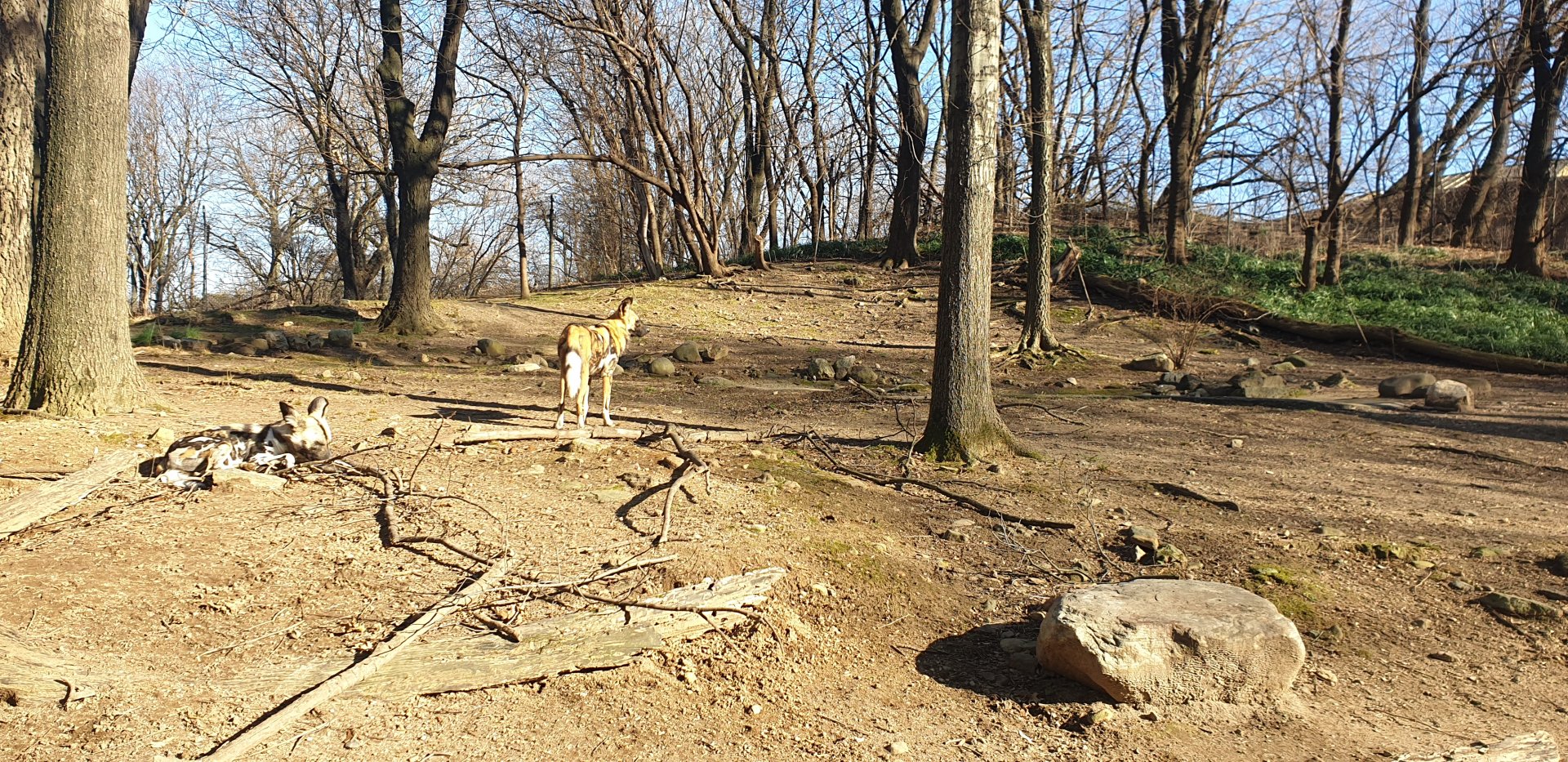 African wild dog, African plains