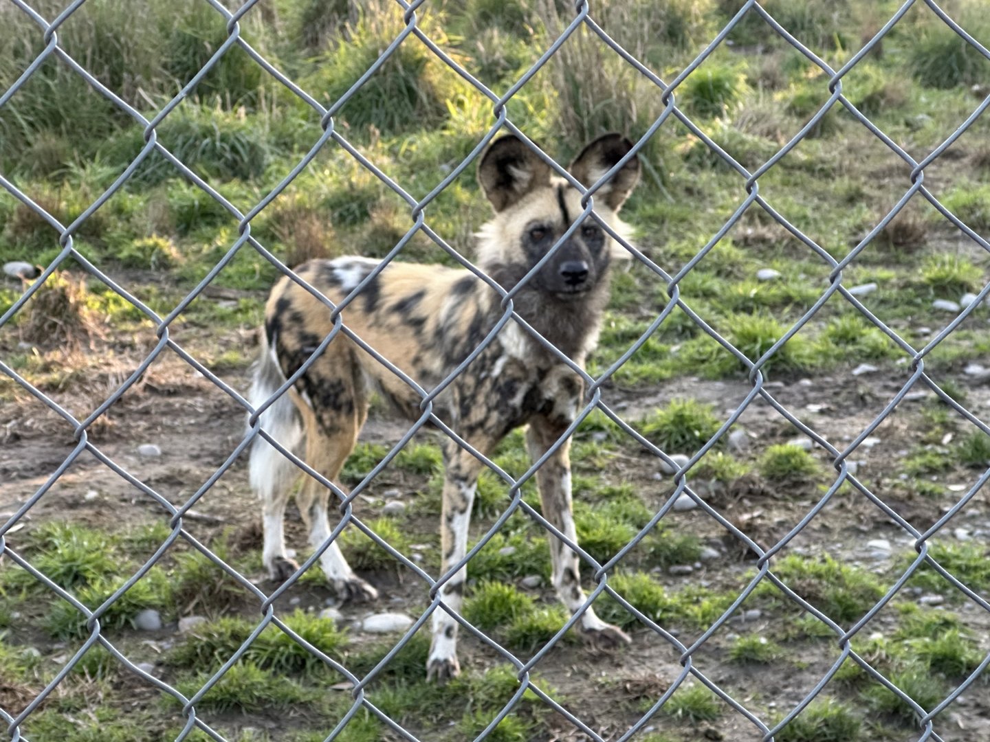 African Wild Dog (Alpha Female)