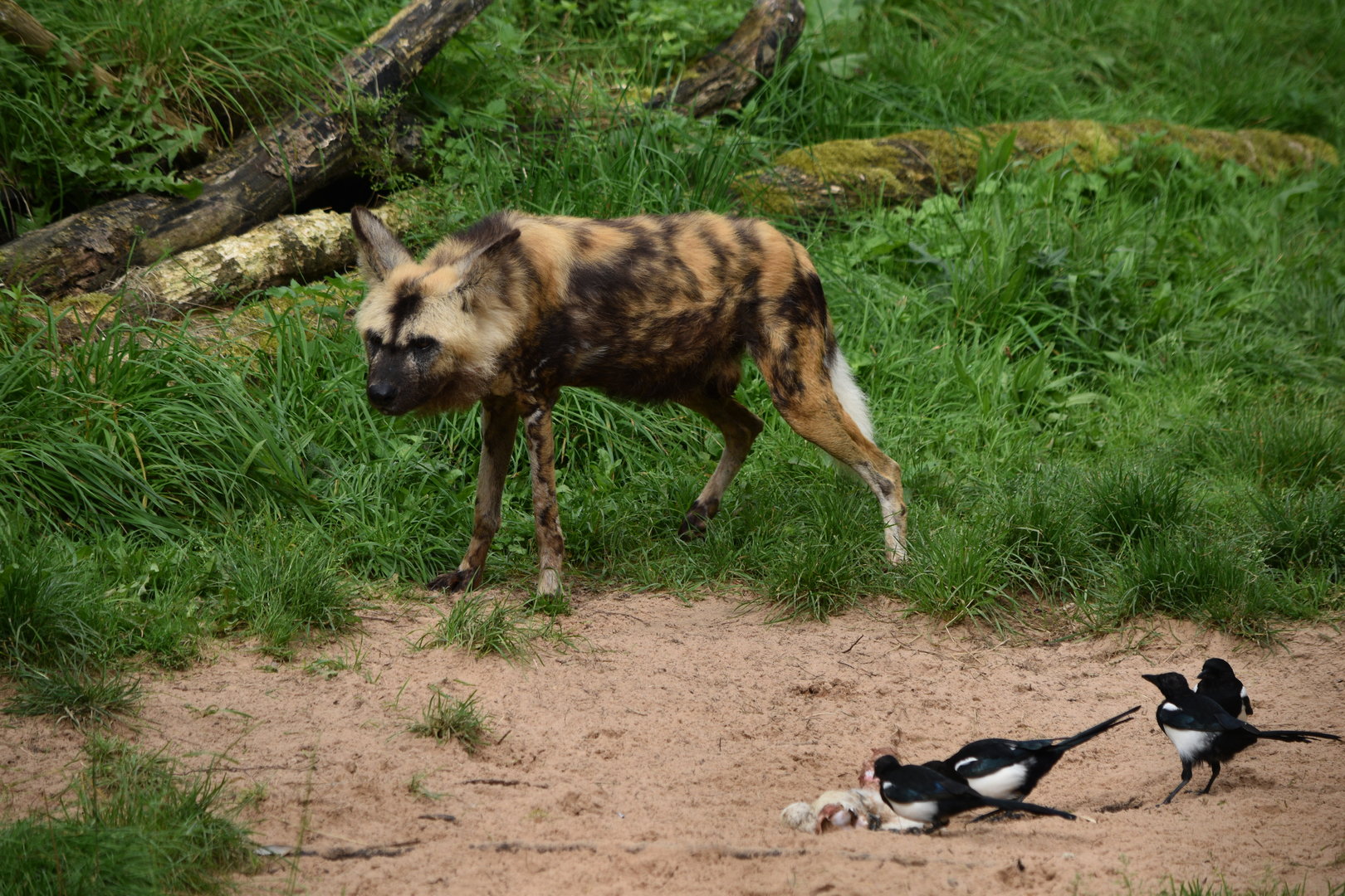 African Wild Dog and European Magpies