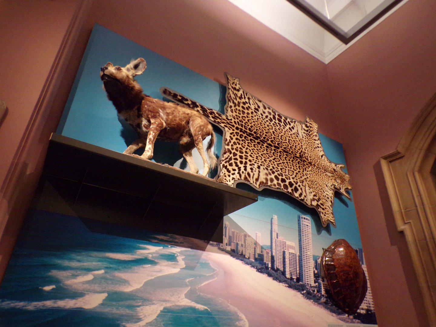 African wild dog and leopard skin (taken at Kelvingrove museum) 12.2.24