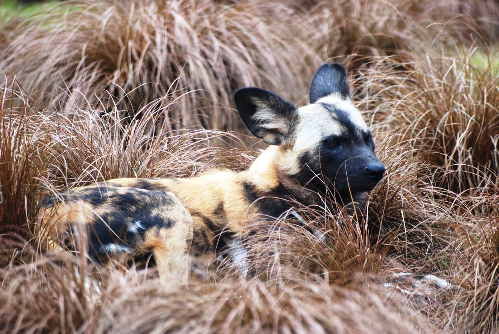 African Wild Dog at Chester, 15/07/12