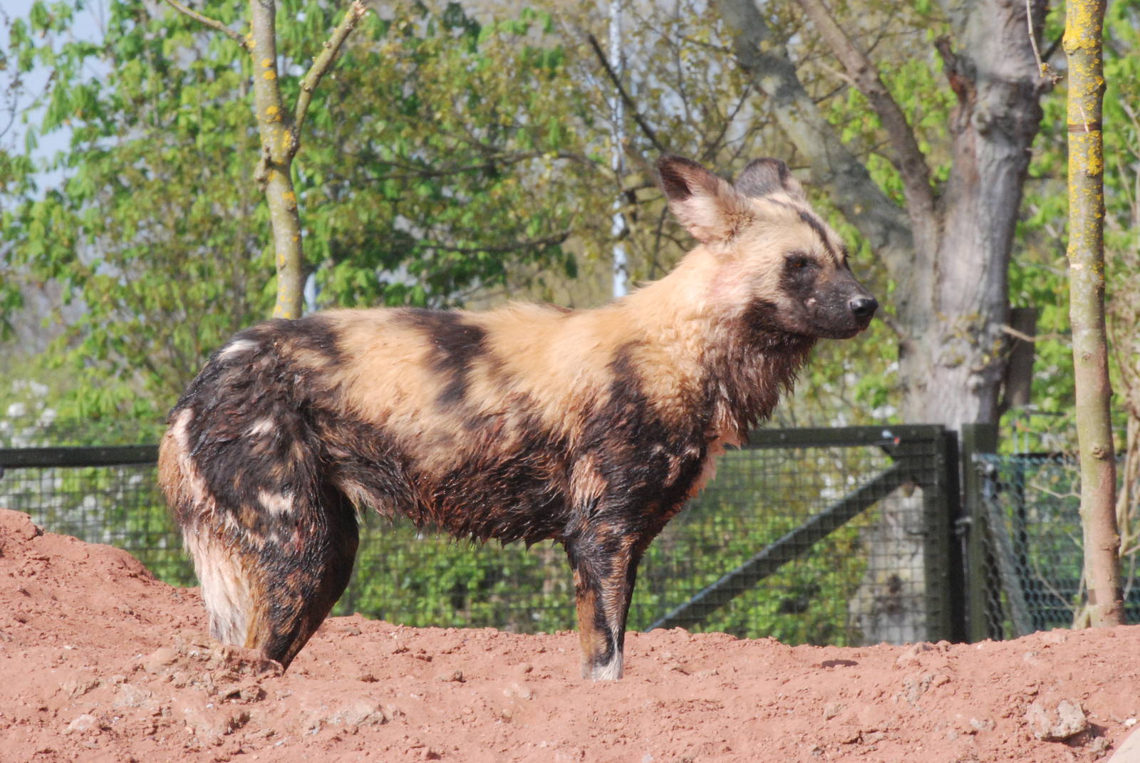 African Wild Dog at Chester, 16/04/11