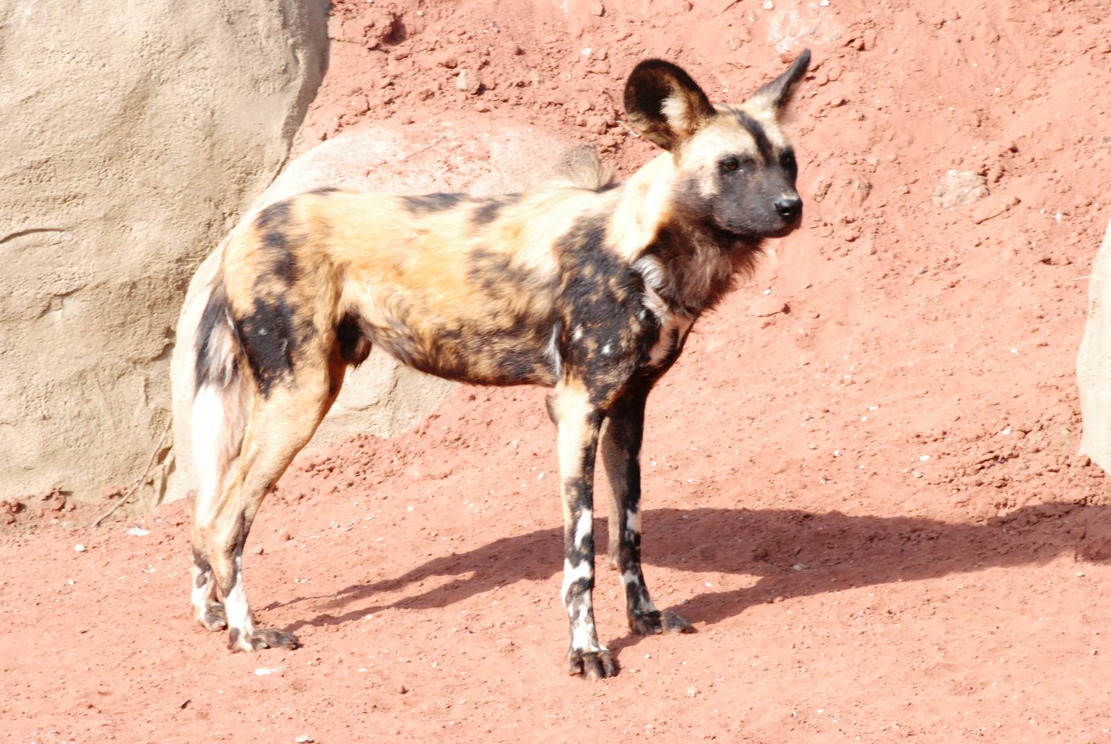 African Wild Dog at Chester, 16/04/11