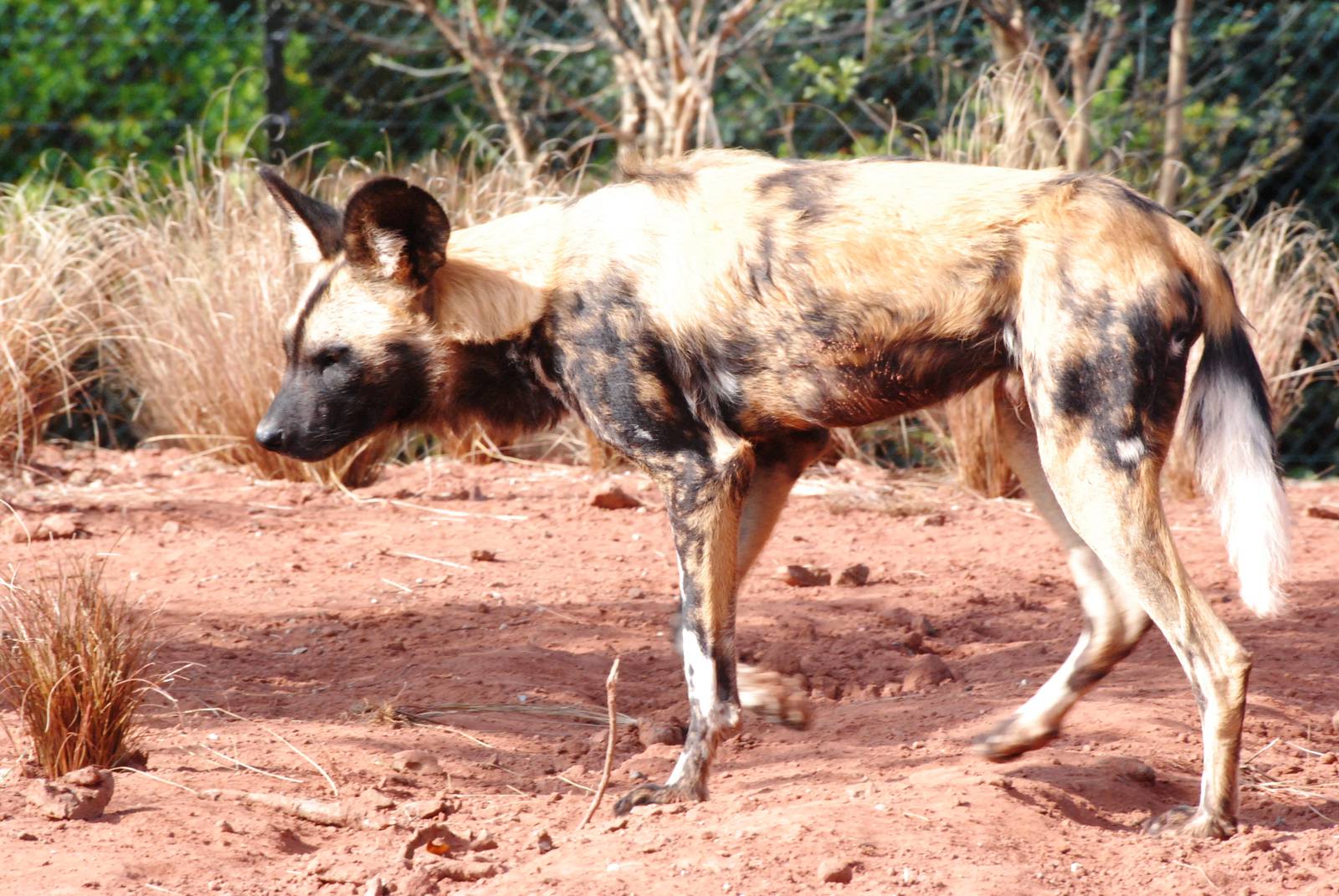 African Wild Dog at Chester, 16/04/11
