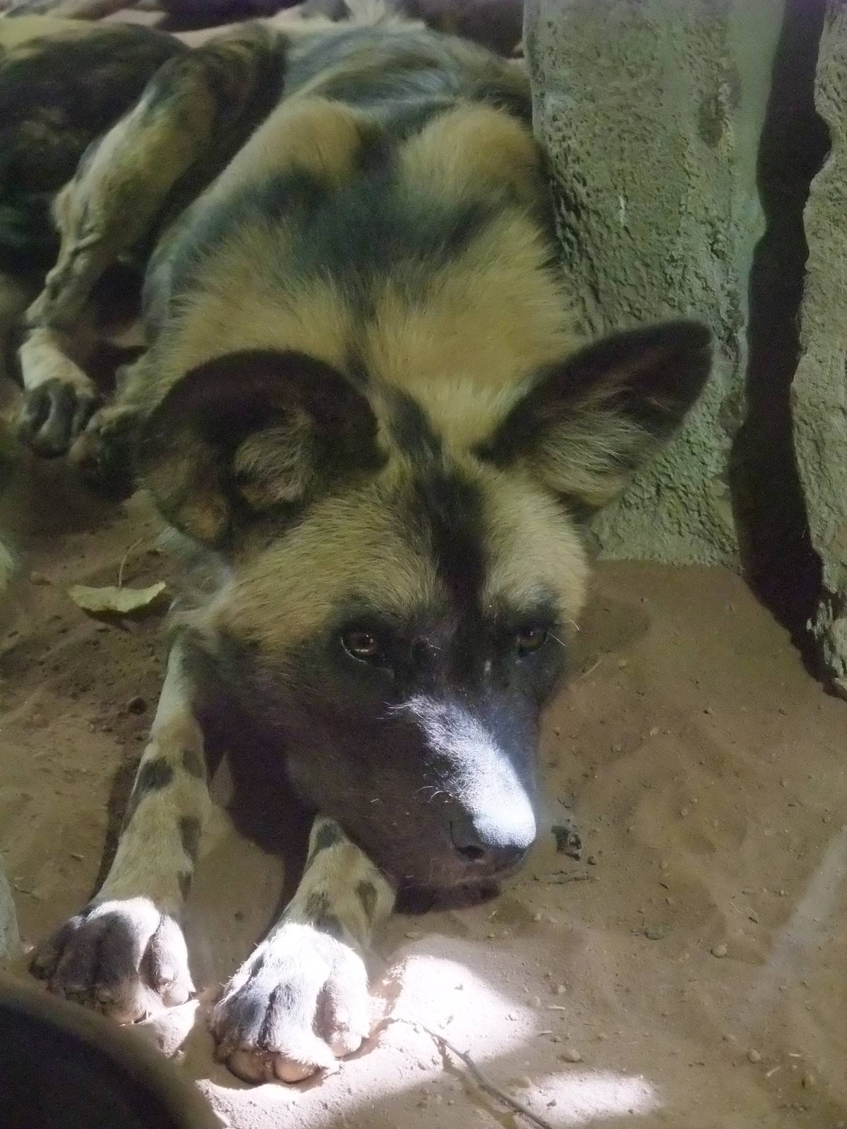 African Wild Dog at Chester, 16/07/11