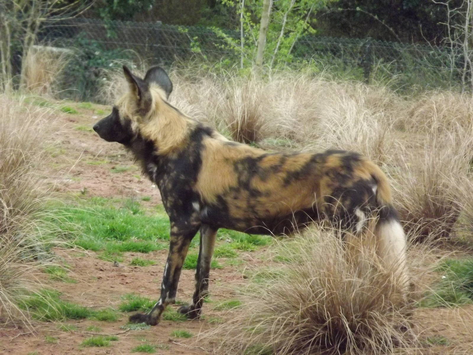 African Wild Dog at Chester Zoo 31/03/12