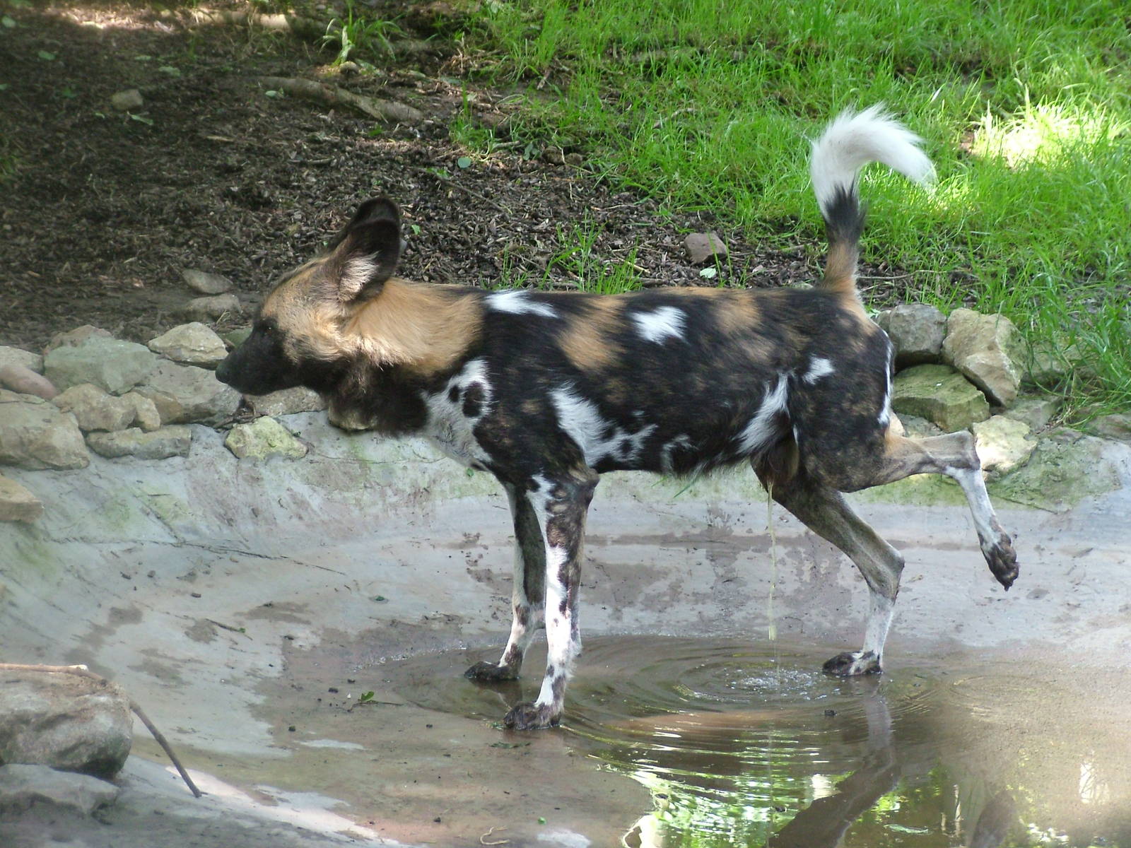 African Wild Dog at Dudley 09/08/09