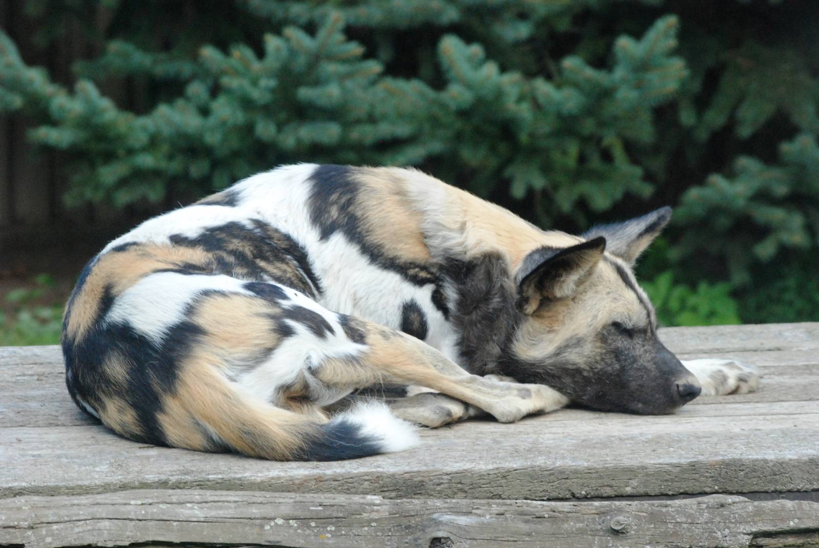 African Wild Dog at Dvur Kralove, 27/08/12
