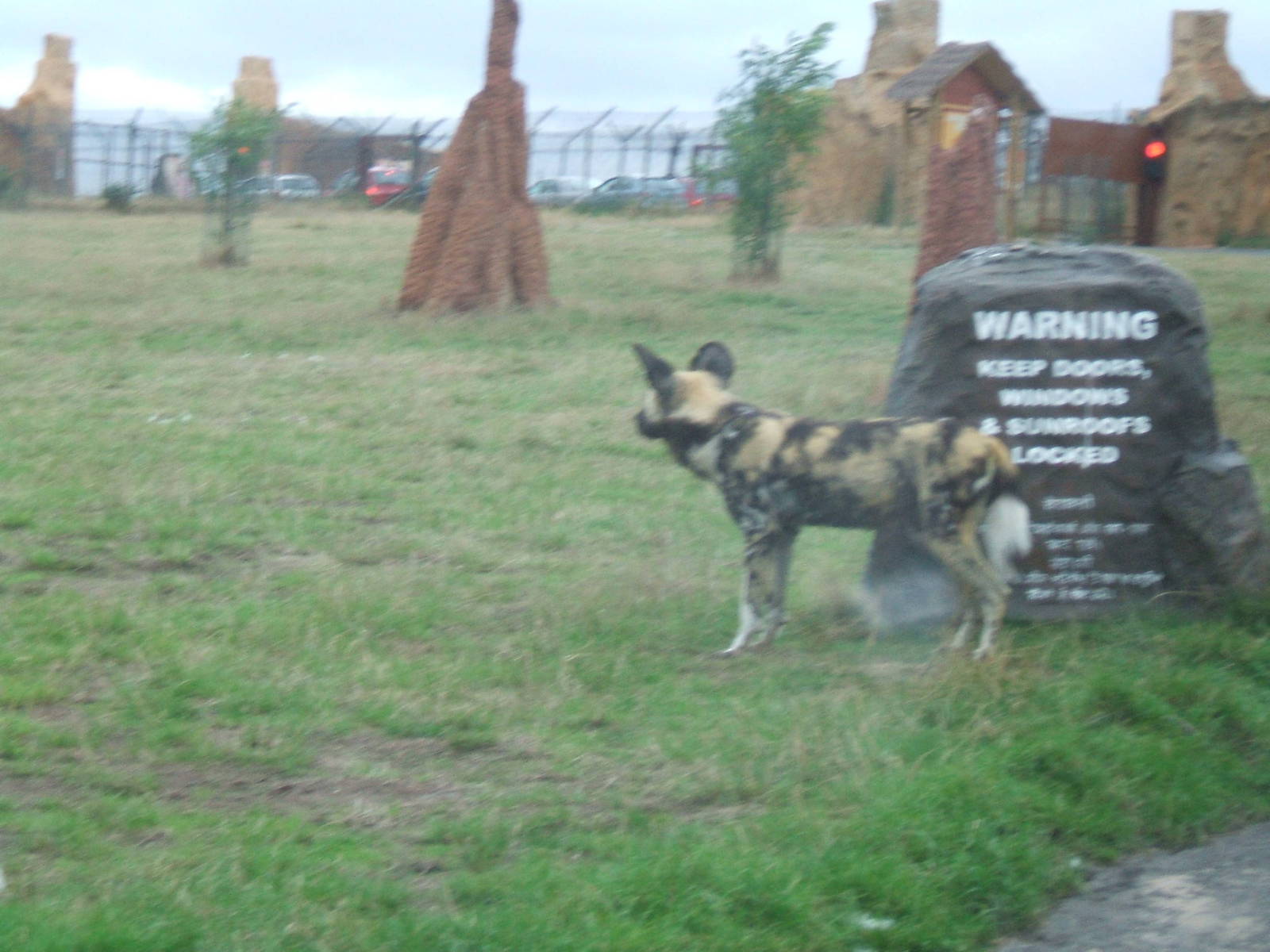 African Wild Dog at West Midlands Safari Park