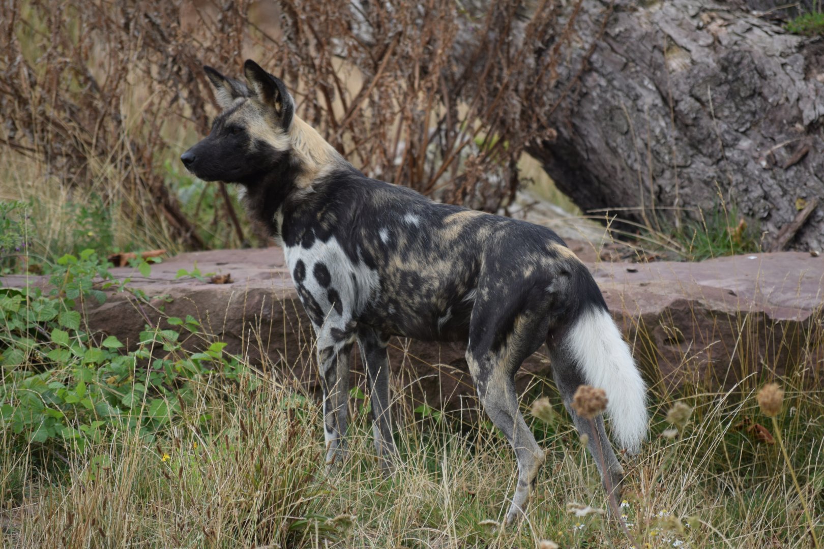 African wild dog - August 2019