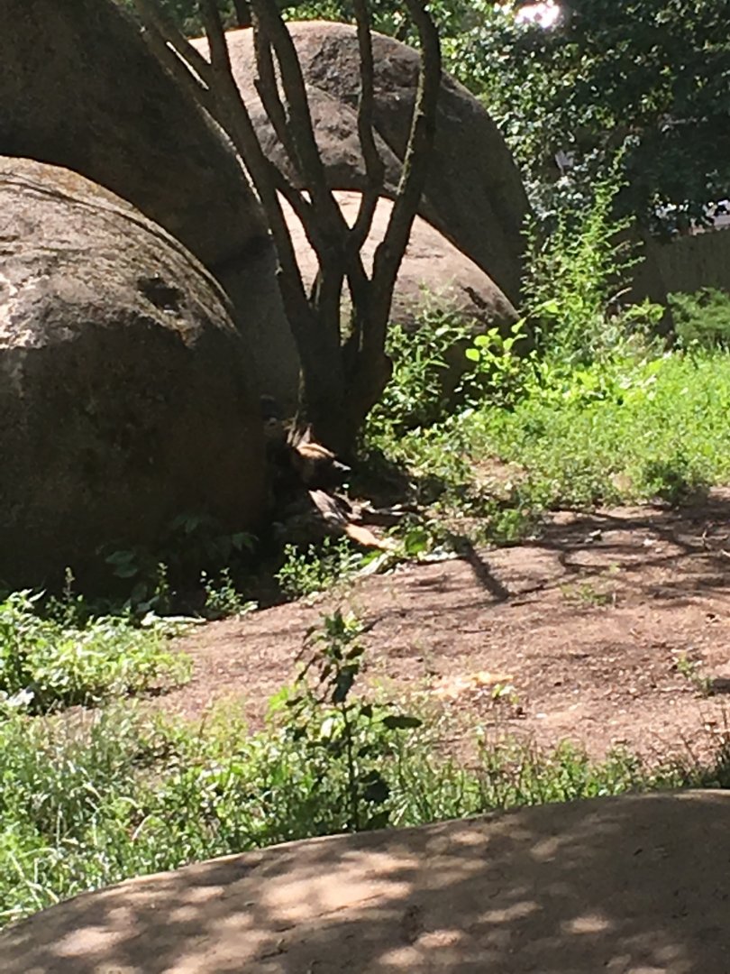 African Wild Dog | Brookfield Zoo