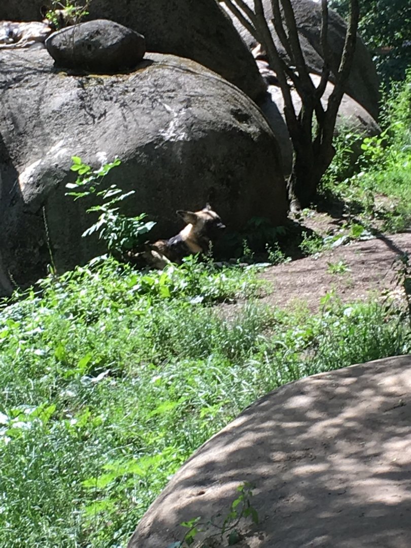 African Wild Dog | Brookfield Zoo