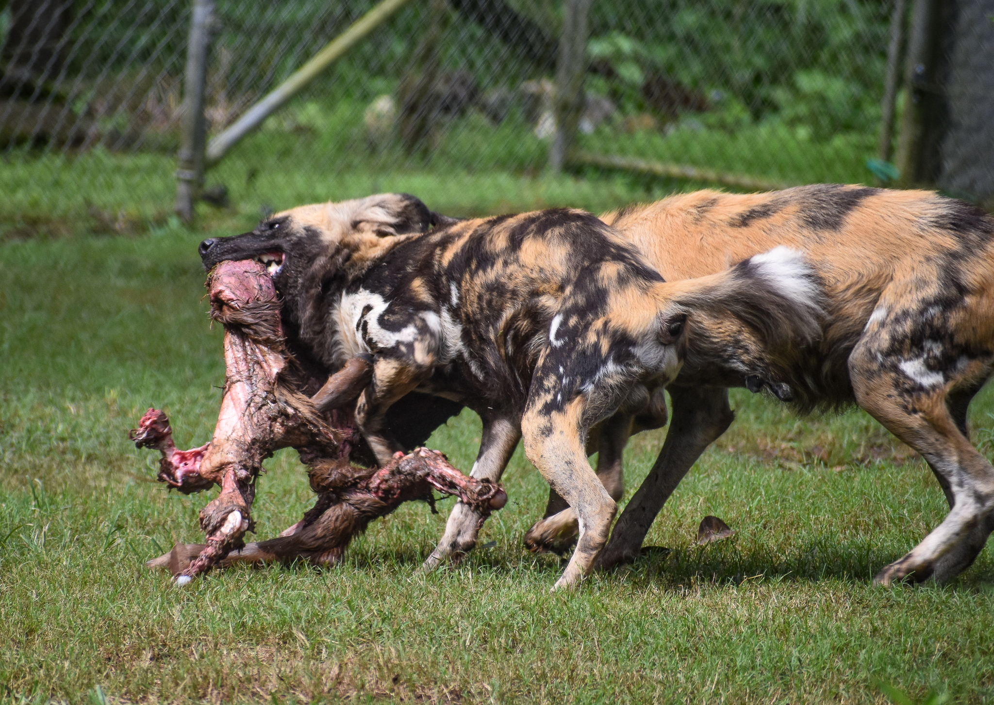 African Wild Dog carcass feed