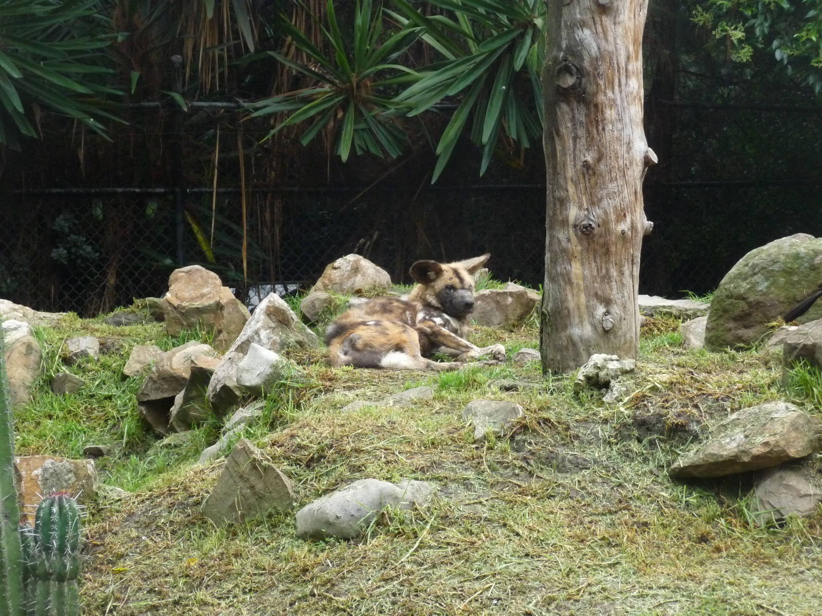 african wild dog chapultepec zoo