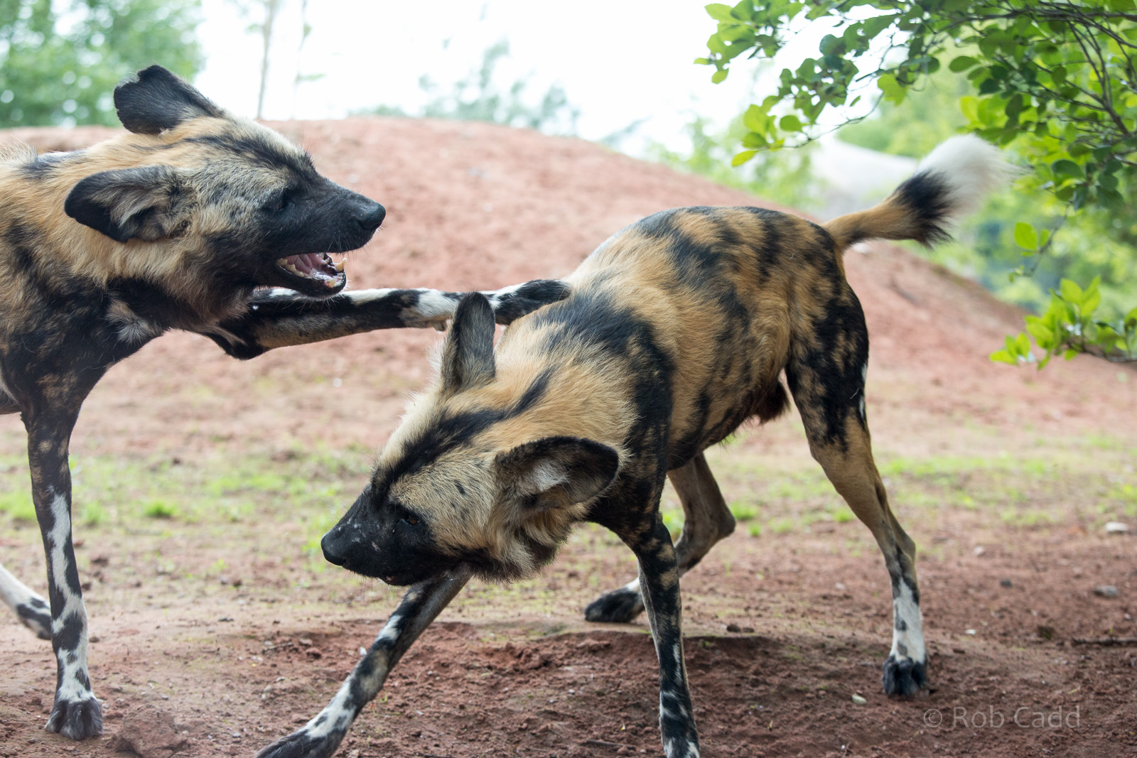 African wild dog : Chester : 16 Jun 2014
