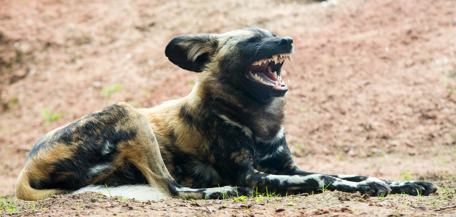African wild dog : Chester : 16 Jun 2014
