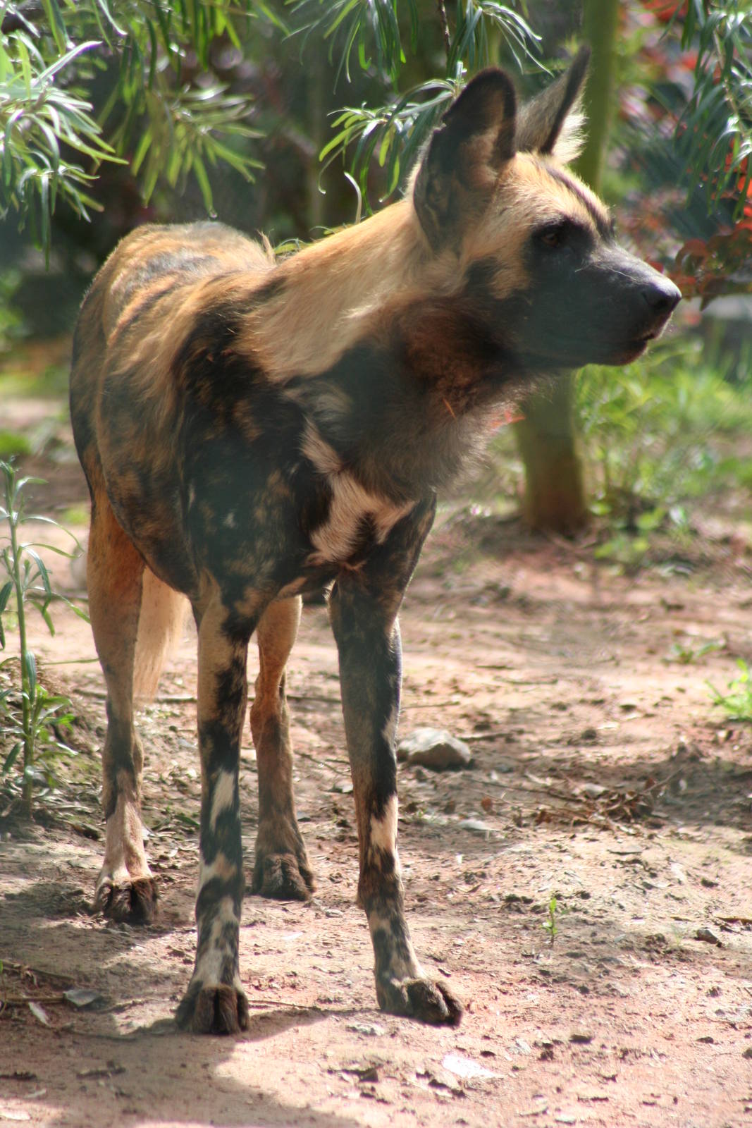 African Wild Dog @ Chester 23.06.2012