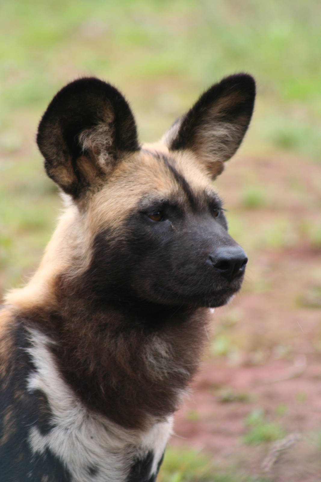 African Wild Dog @ Chester 23.06.2012