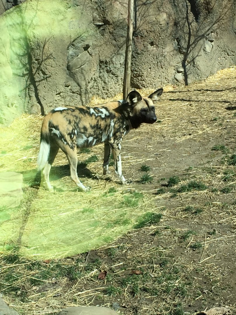 African Wild dog-Cincinnati zoo