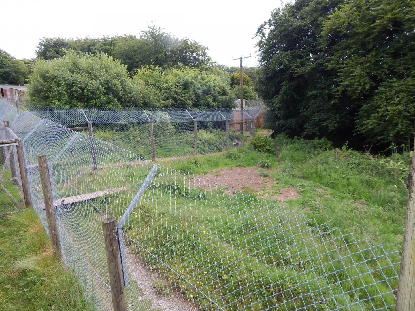 African wild dog enclosure 050625