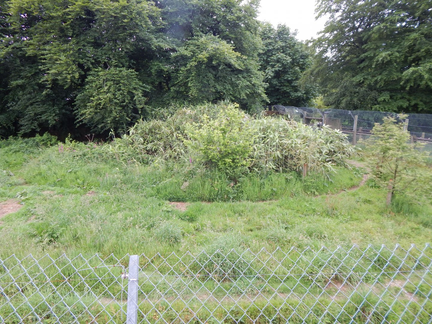 African wild dog enclosure 050625