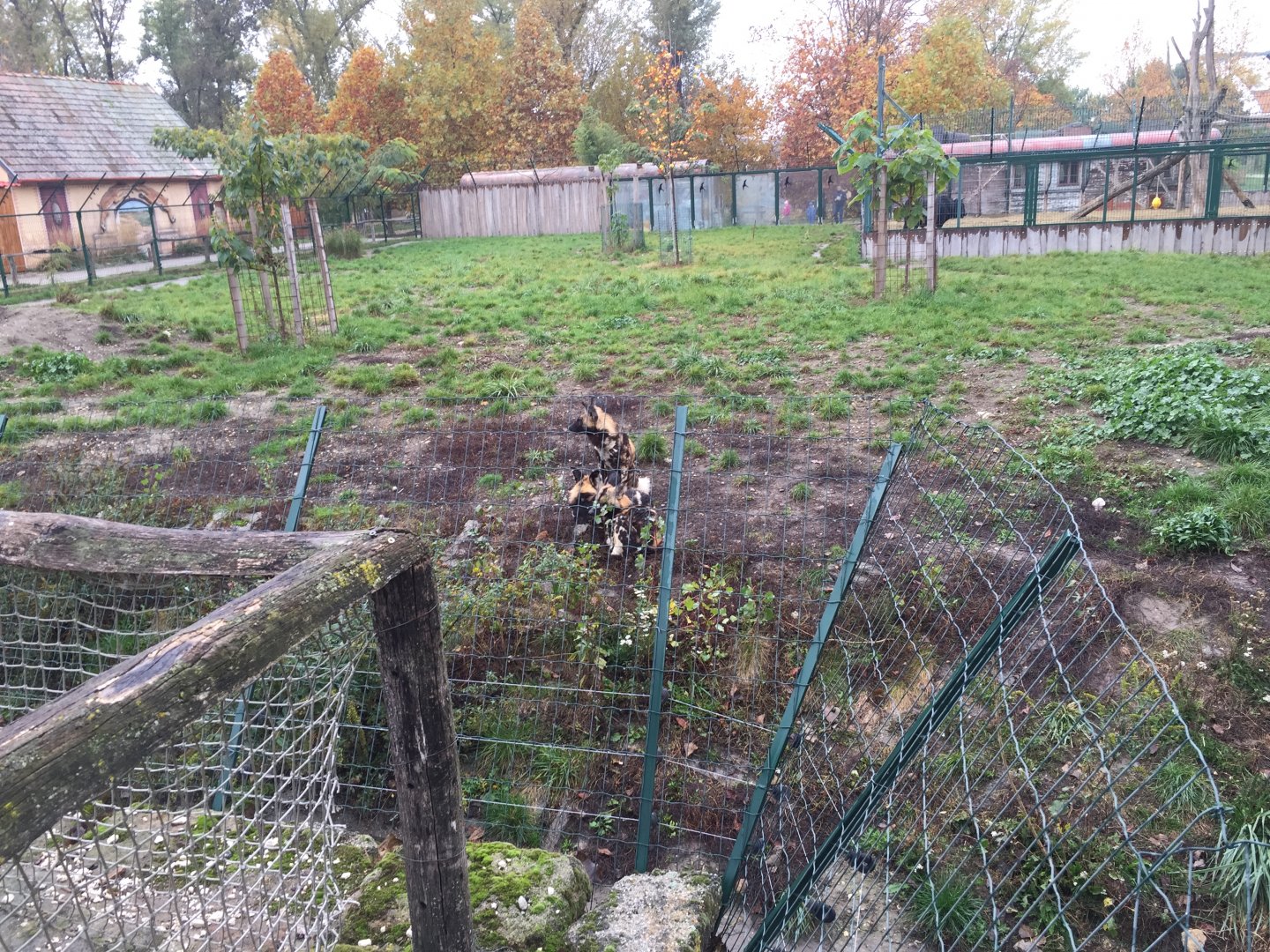 African wild dog enclosure 10.2020.