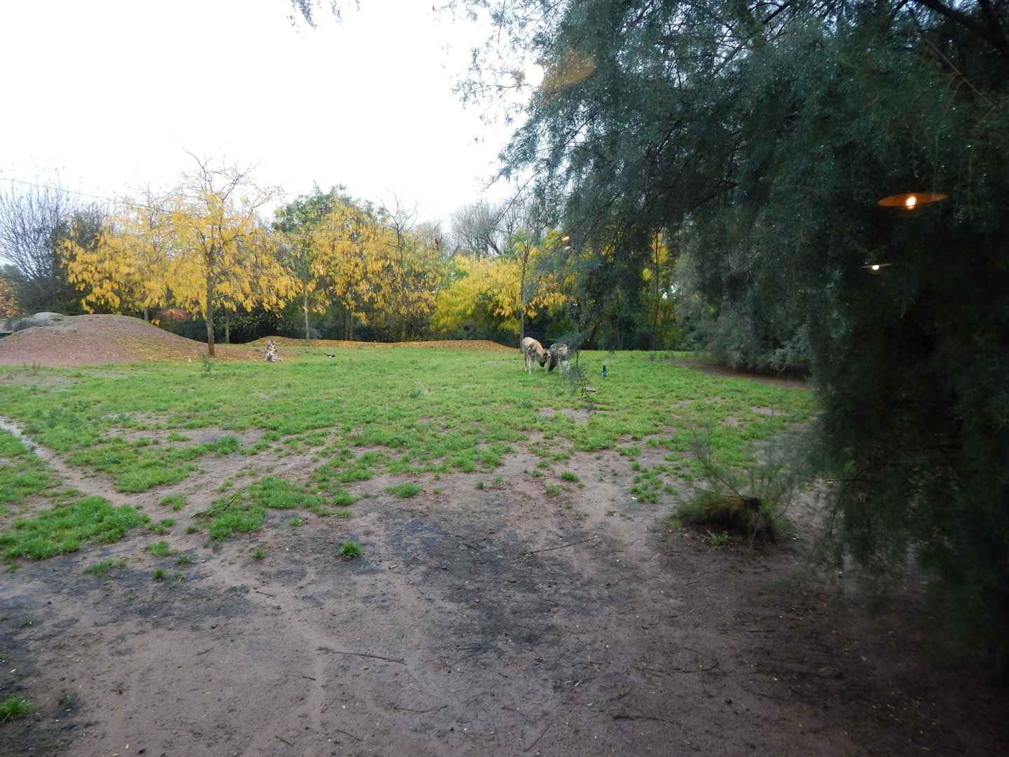 African wild dog enclosure 221022