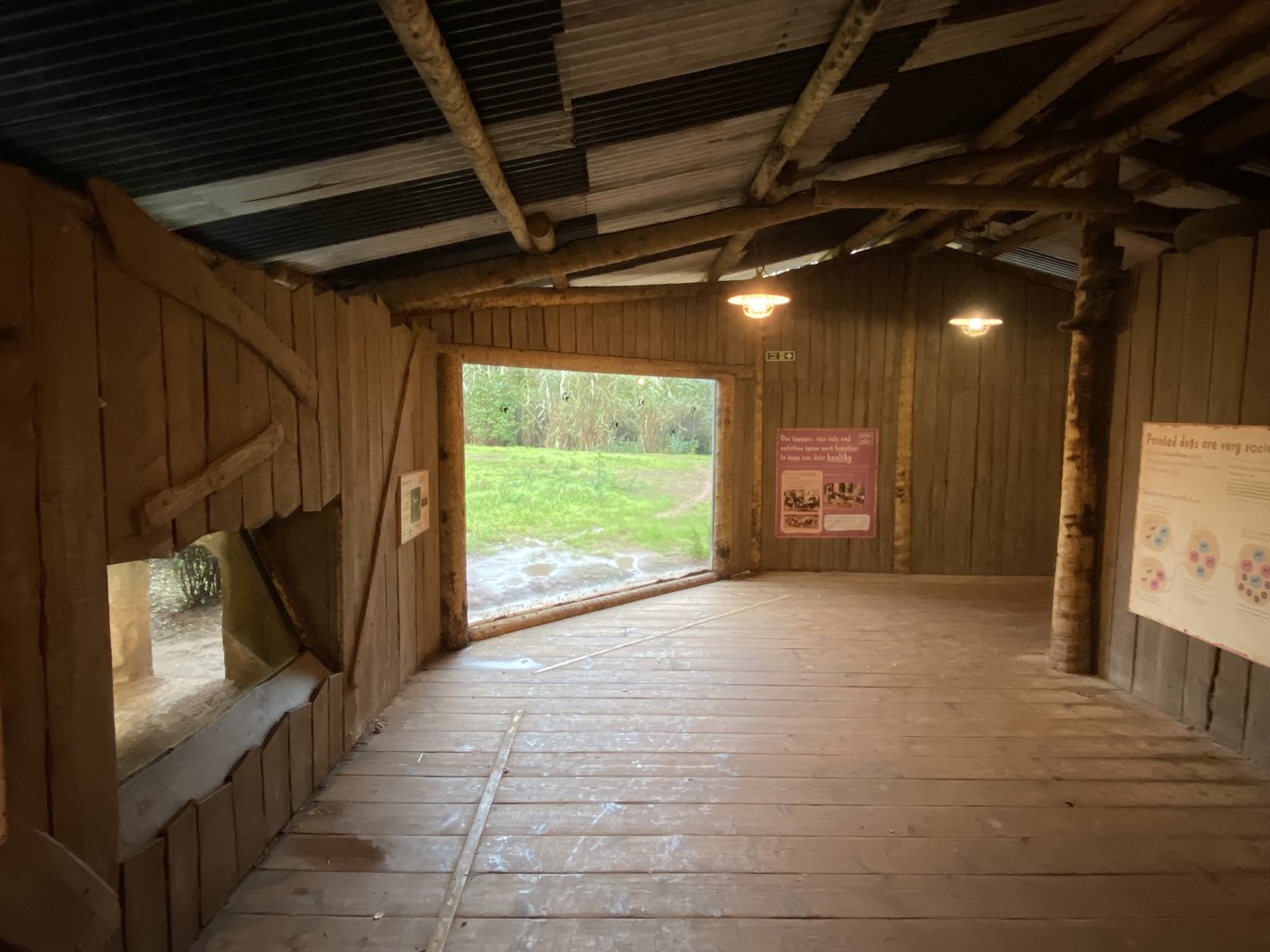 African wild dog enclosure 221022