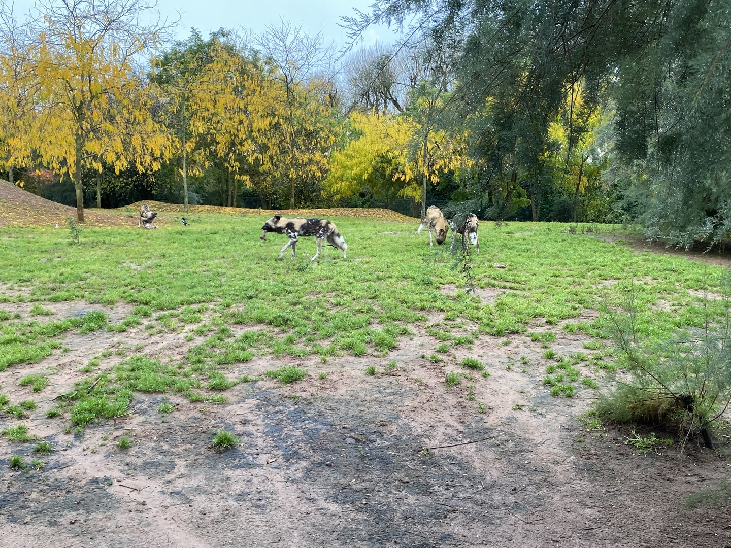 African wild dog enclosure 221022