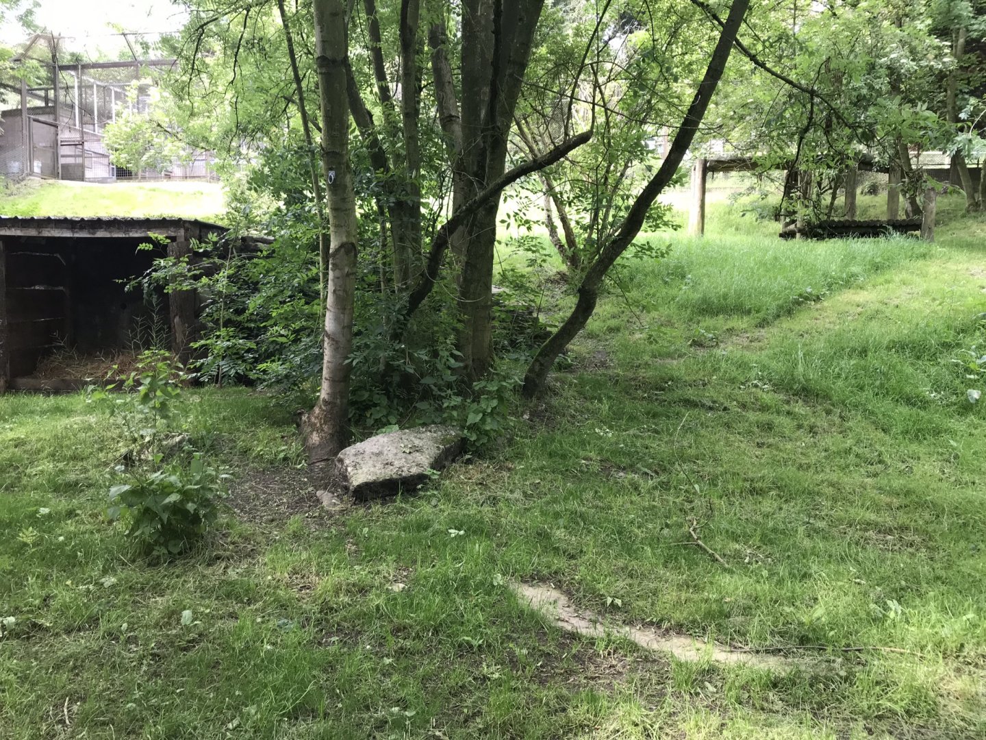 African wild dog enclosure 230619