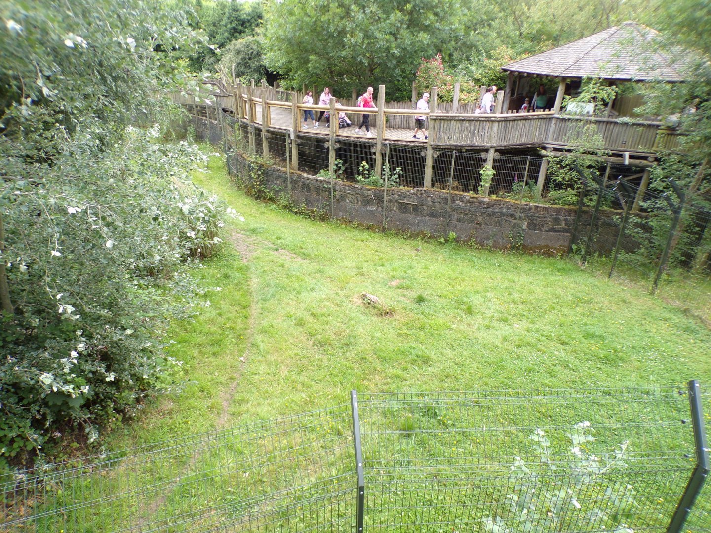 African wild dog enclosure 29.6.24