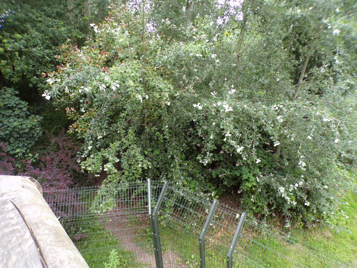 African wild dog enclosure 29.6.24