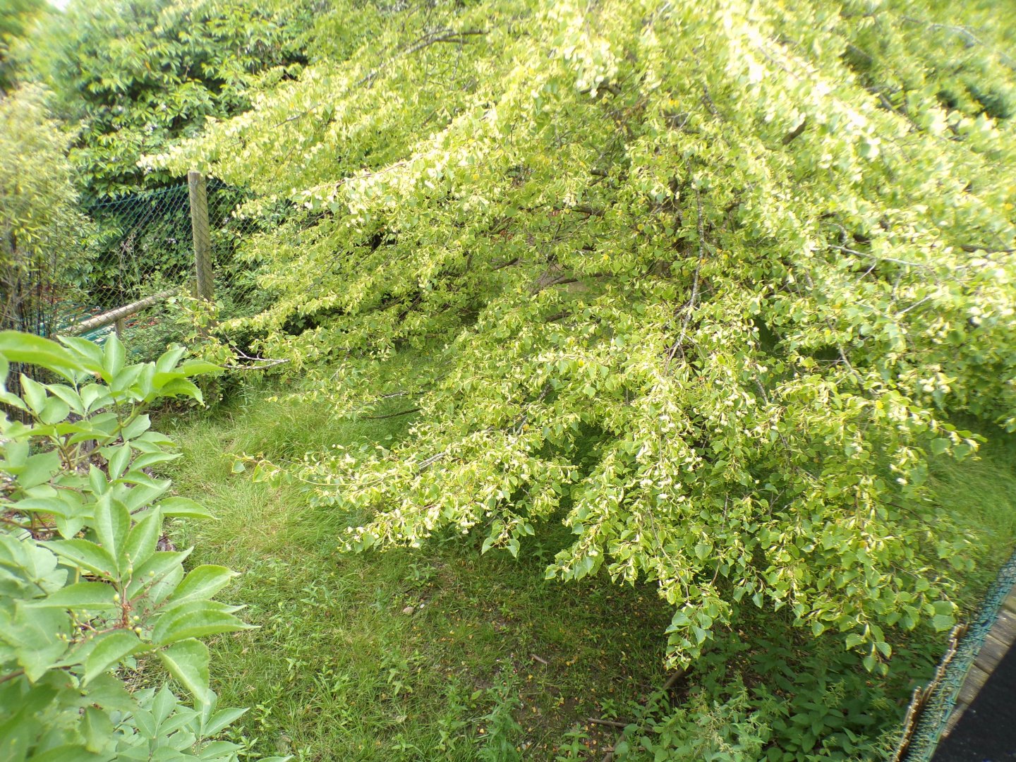 African wild dog enclosure 29.6.24