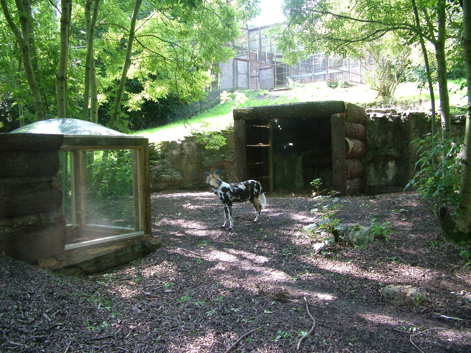 African Wild Dog enclosure at Dudley 09/08/09