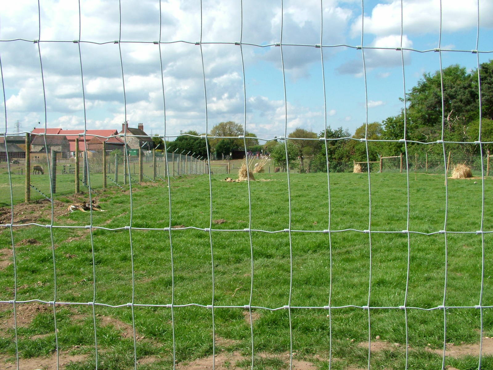 African Wild Dog enclosure at Yorkshire WP 25/04/09