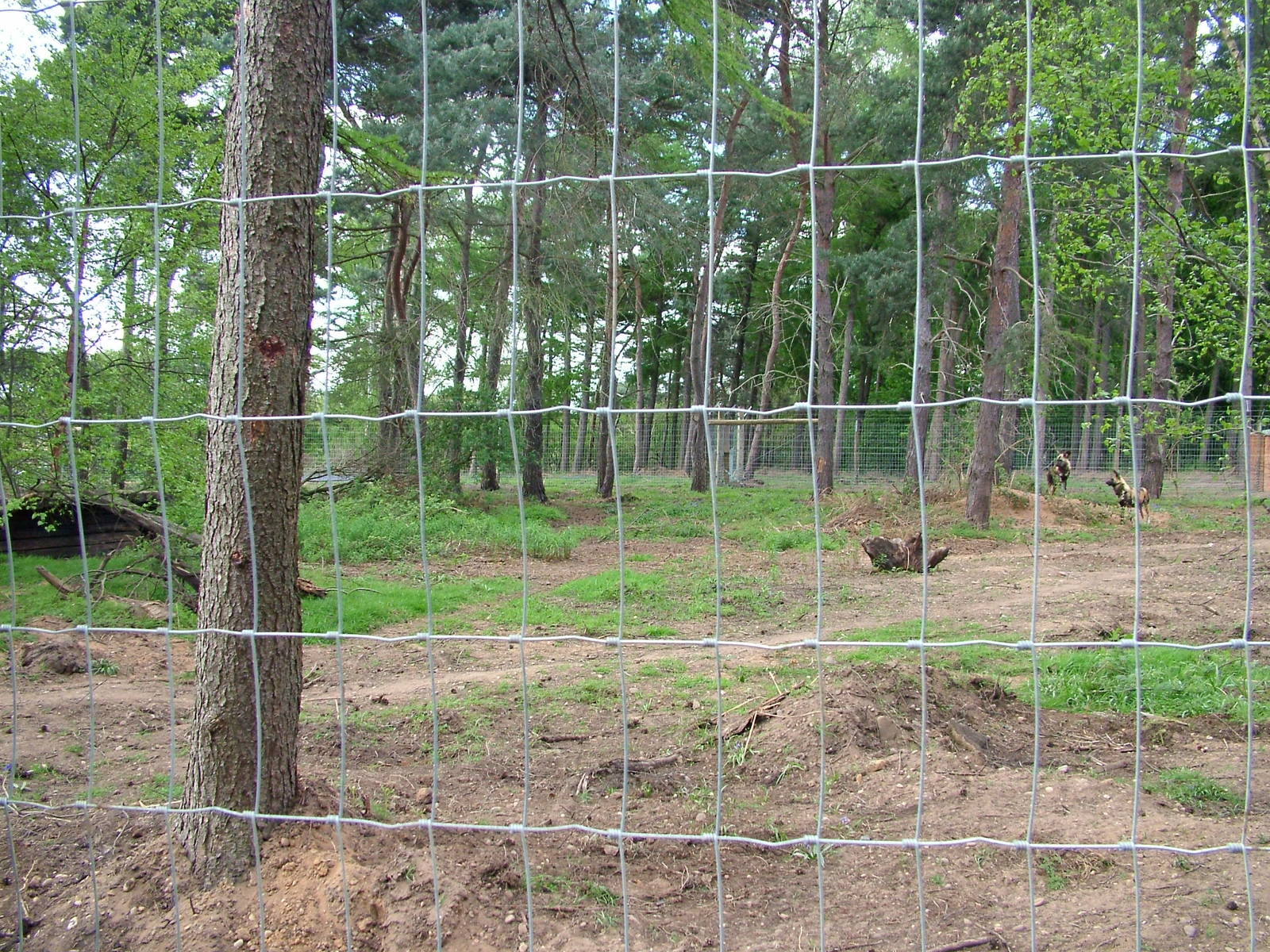 African Wild Dog enclosure at Yorkshire WP 25/04/09