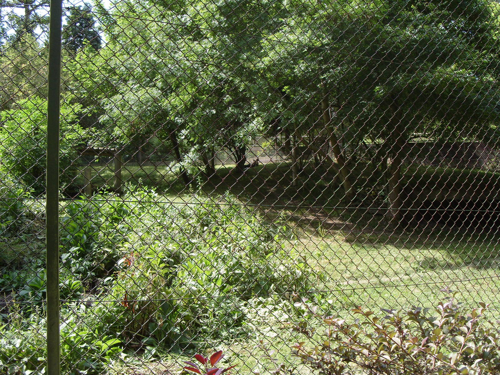 AFRICAN WILD DOG ENCLOSURE